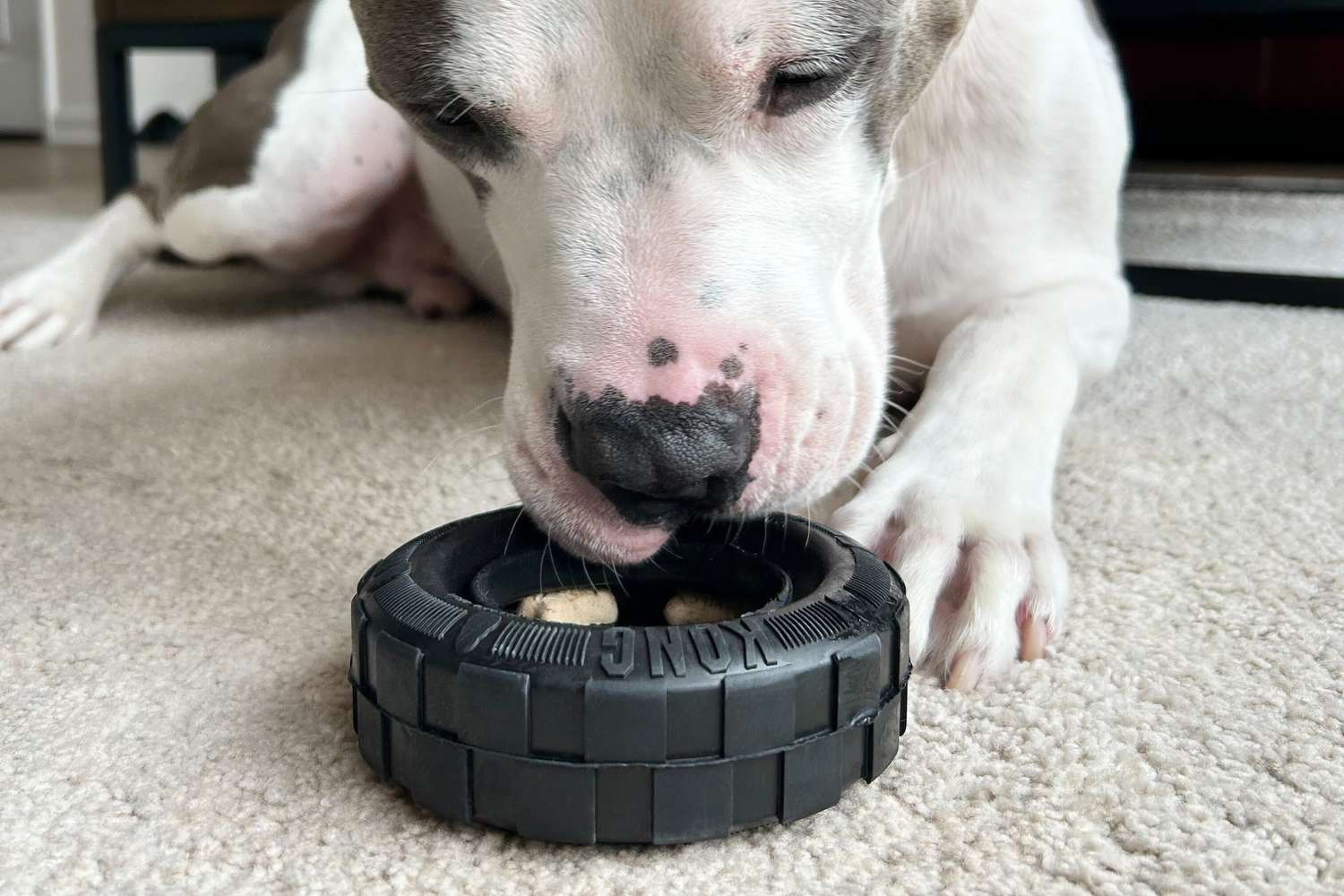 dog playing with a Kong Tire Dog Toy on carpet