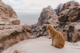 Man Finds âDisabledâ Cat Penny Halfway up Canyon Wall 