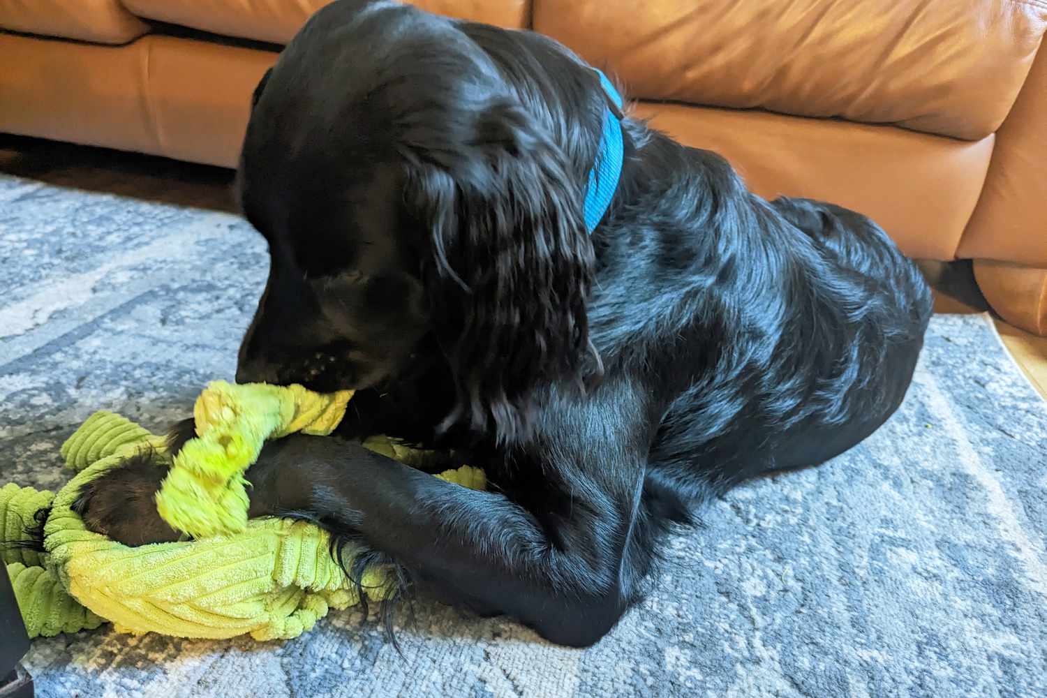 black dog playing with HuggleHounds Knotties Dog Toys