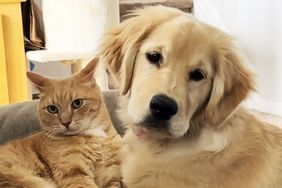 Golden Retriever and Cat Friends