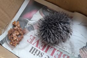 A worried animal lover was left red-faced when the baby hedgehog she carefully nursed overnight and rushed to an animal hospital turned out to be a fluffy HAT BOBBLE. 