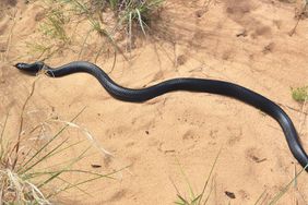 The Nature Conservancy and Partners Release 41 Federally Threatened Eastern Indigo Snakes at North Florida Preserve