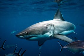 Great White shark file image