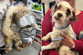 missing dog found covered in duct tape