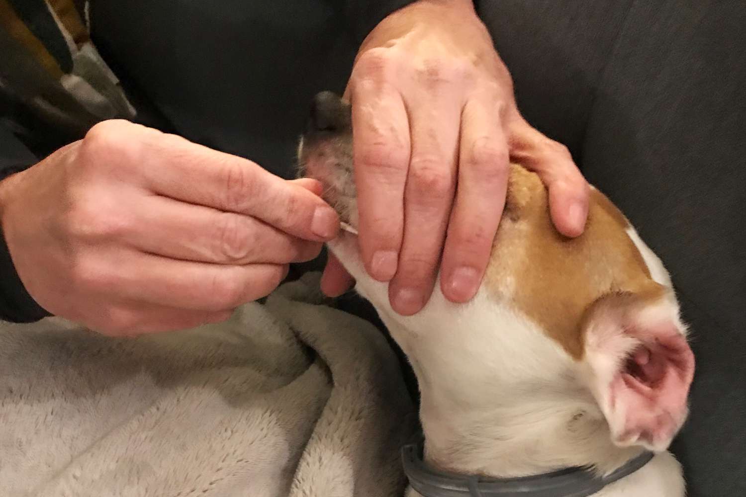 person swabbing dog's mouth with Embark Dog Age Test