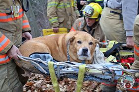 Dog and Owner Rescued After Falling 175 Feet Down Ravine in New York