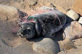 Baby Seal Rescued from Fishing Net by Mystic Aquarium in Connecticut