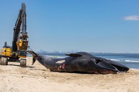 Cruise ship has 44-foot dead endangered whale caught in bow as it arrives in NYC port