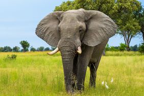 The African bush elephant (Loxodonta africana), also known as the African savanna elephant, is one of two extant African elephant species and one of three extant elephant species.