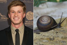 New Snail Species Named After Robert Irwin
