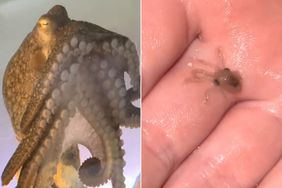 Octopus and baby octopus