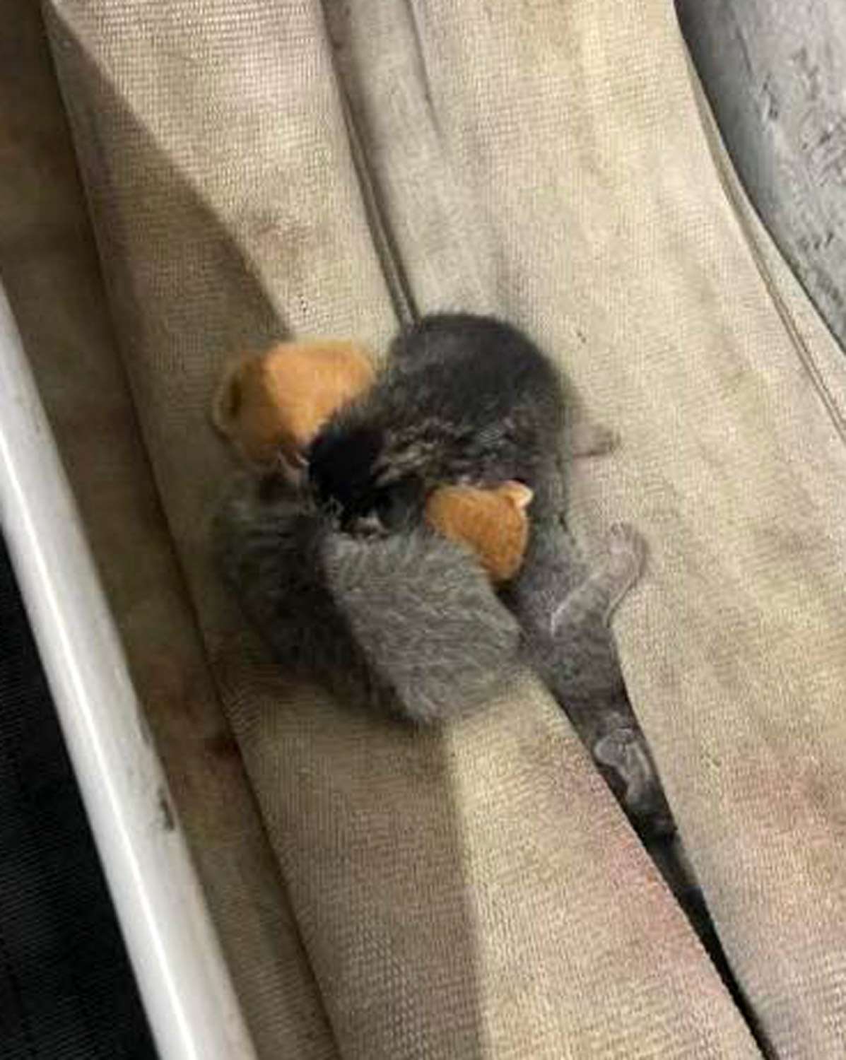 Kittens found at fire station
