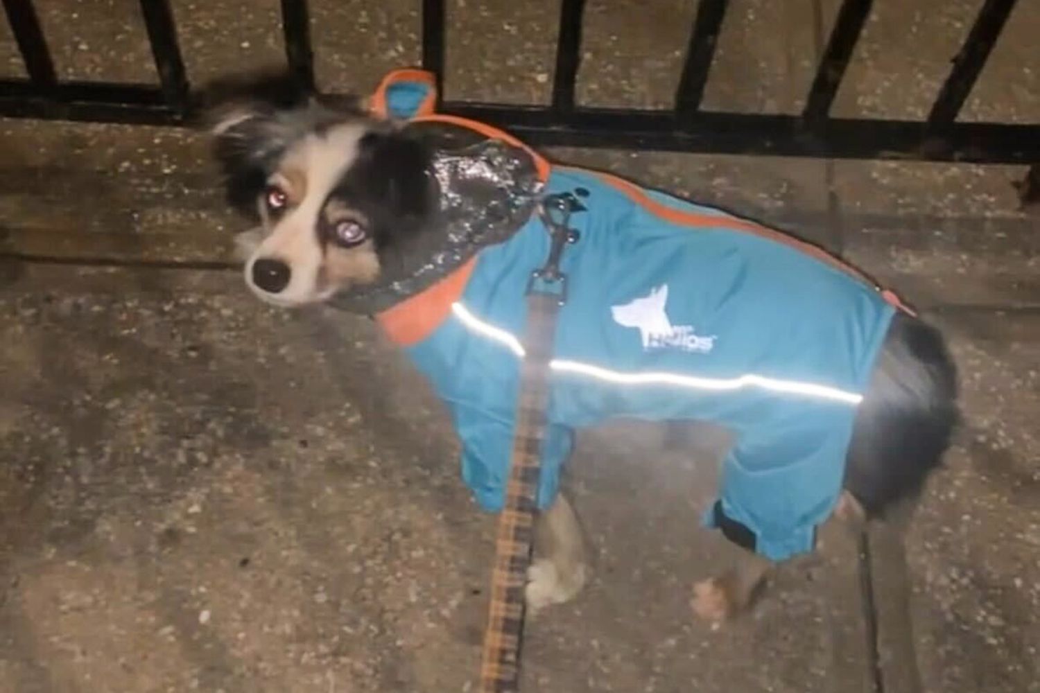 A dog wearing Doghelios Weather-King Waterproof Dog Jacket
