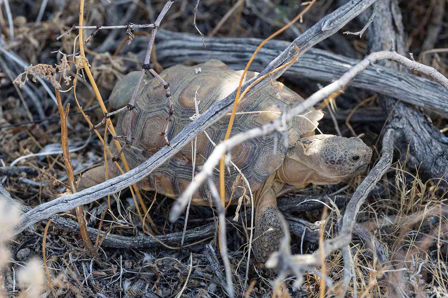 rare tortoise thriving after release