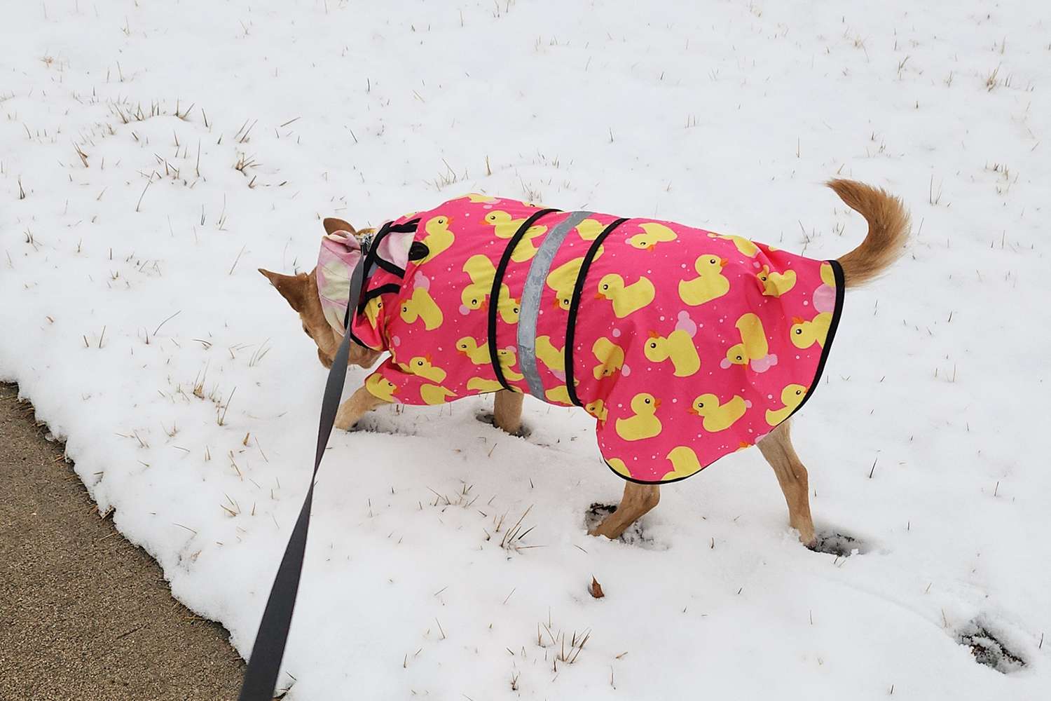 A dog wearing peo-product-hde-hooded-dog-raincoat-julee-evans-02.tif
