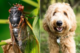 cicada pet safety