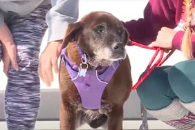 Fergie, Senior Dog Who Spent 11 Years in Alabama Shelter Continues Search for a Home at Wisconsin Rescue