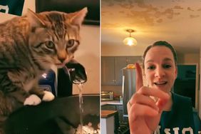 Pregnant Owner Wakes Up to Flood and Caving Ceiling Days Before Delivery After Cat Learns to Turn on the Sink