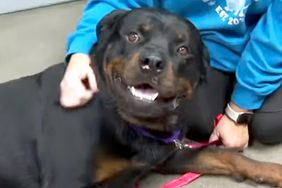 Dog Zeus Survives Tornado