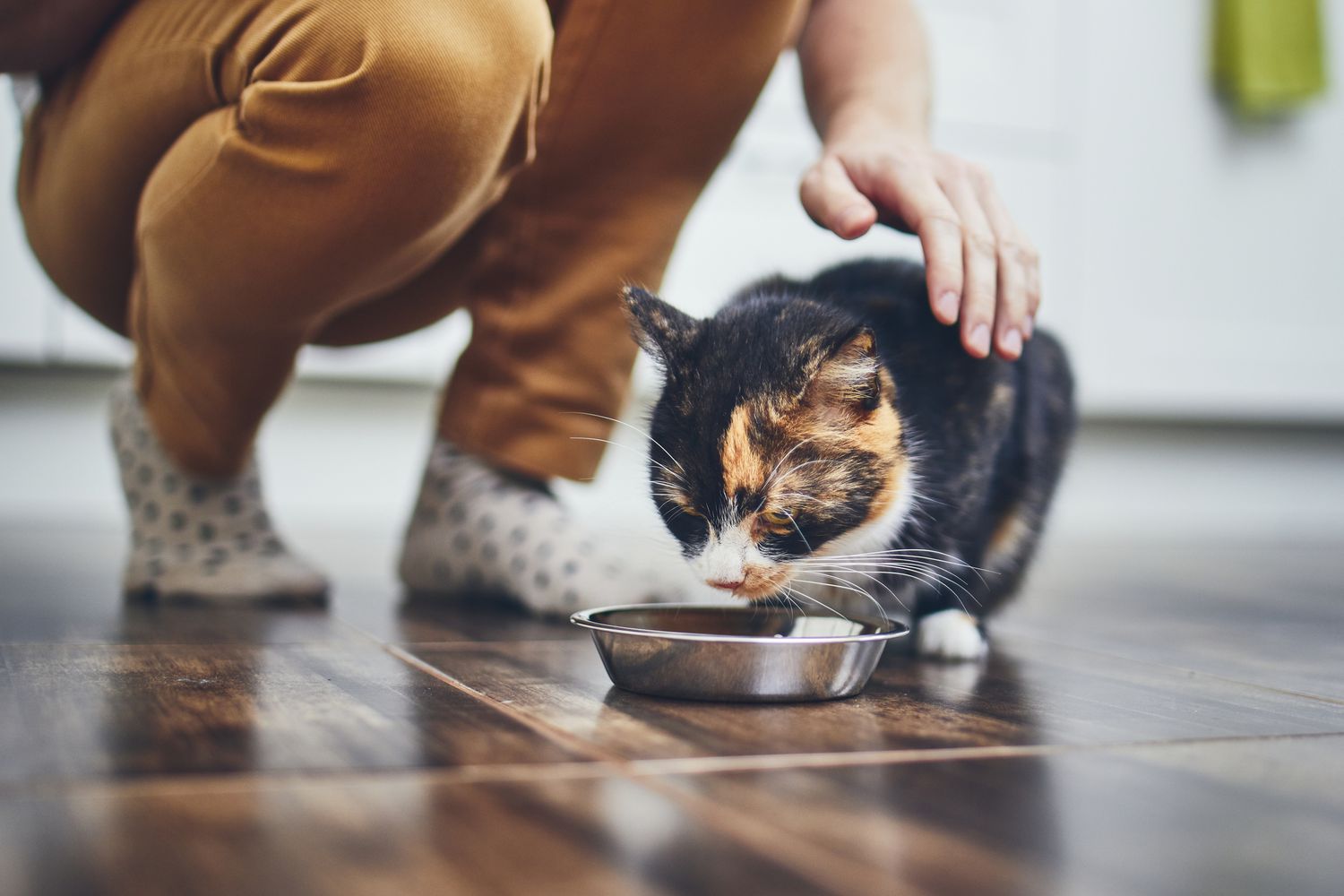 Low Section Of Woman Feeding Cat At Home - stock photo