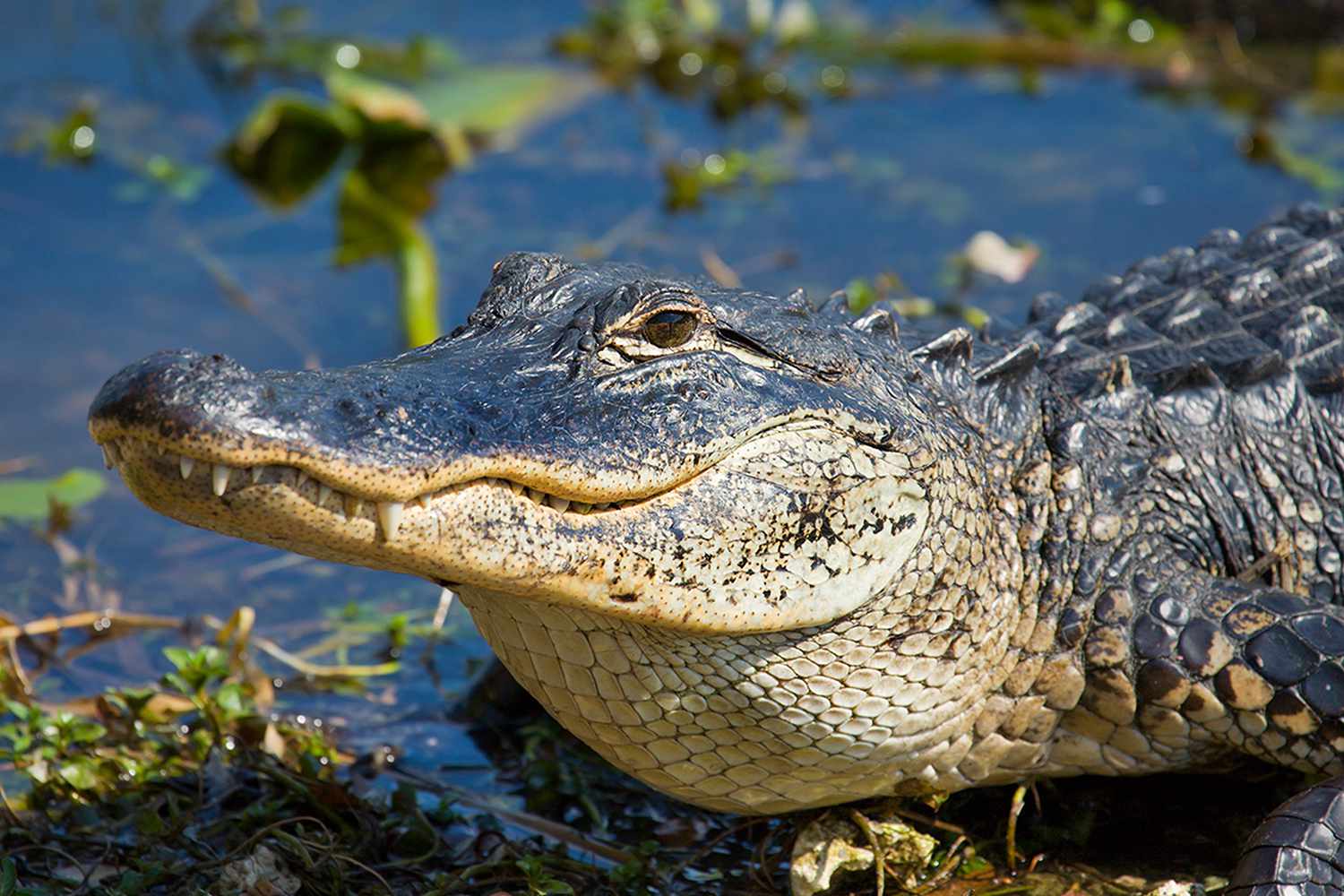 A smiling alligator, Florida