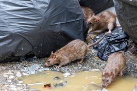 Stock image of rats in garbage