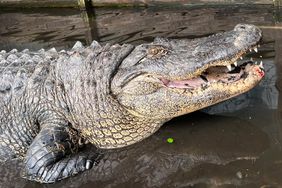 alligator on diet after leaving coca cola factory