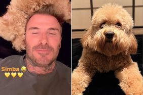 David Beckham Snuggles Up to His Dog Simba in Cute Videos