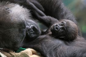 A critically endangered gorilla has been born at London Zoo.