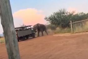 elephant charges and lifts safari truck