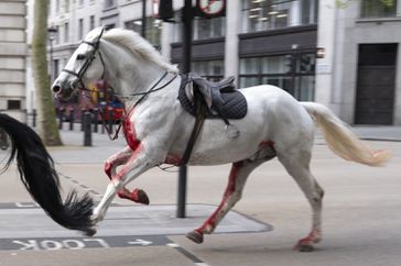 A white horse on the loose bolts through the streets of London near Aldwych. 