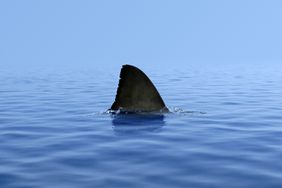Shark fin above water
