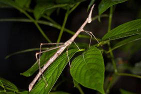 Horsehead/Peruvian jumping stick grasshopper
