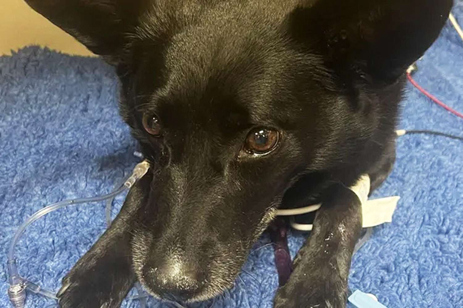 Rizzo the dog being treated for a rattlesnake bite