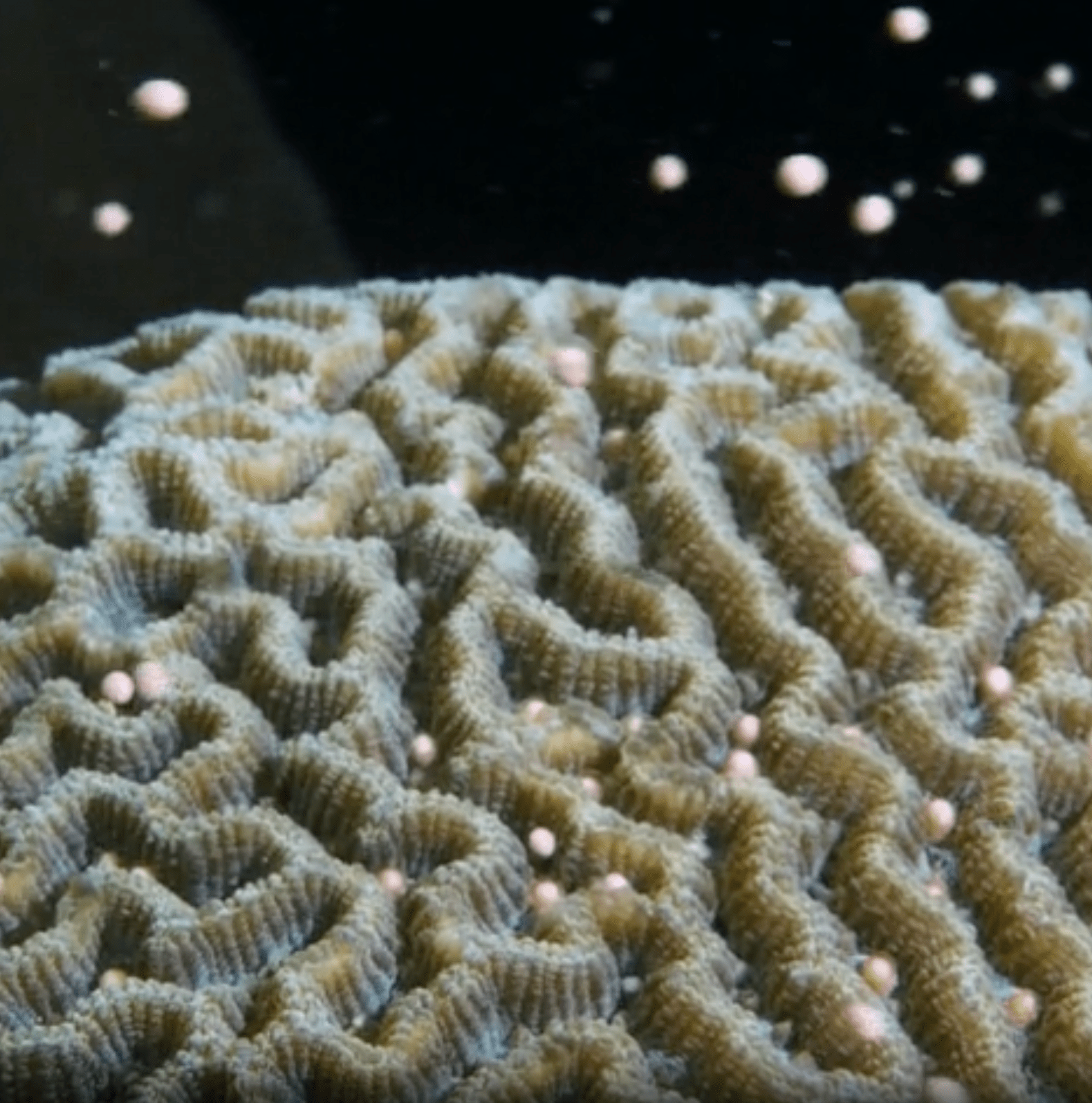 Many coral reefs are dying. This one is exploding with life.