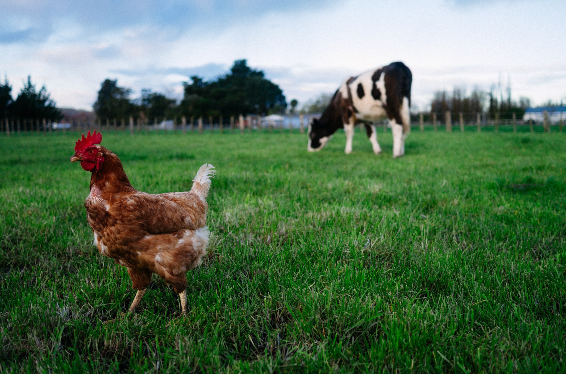 Bird flu in cows — and now in milk. How worried should we be?