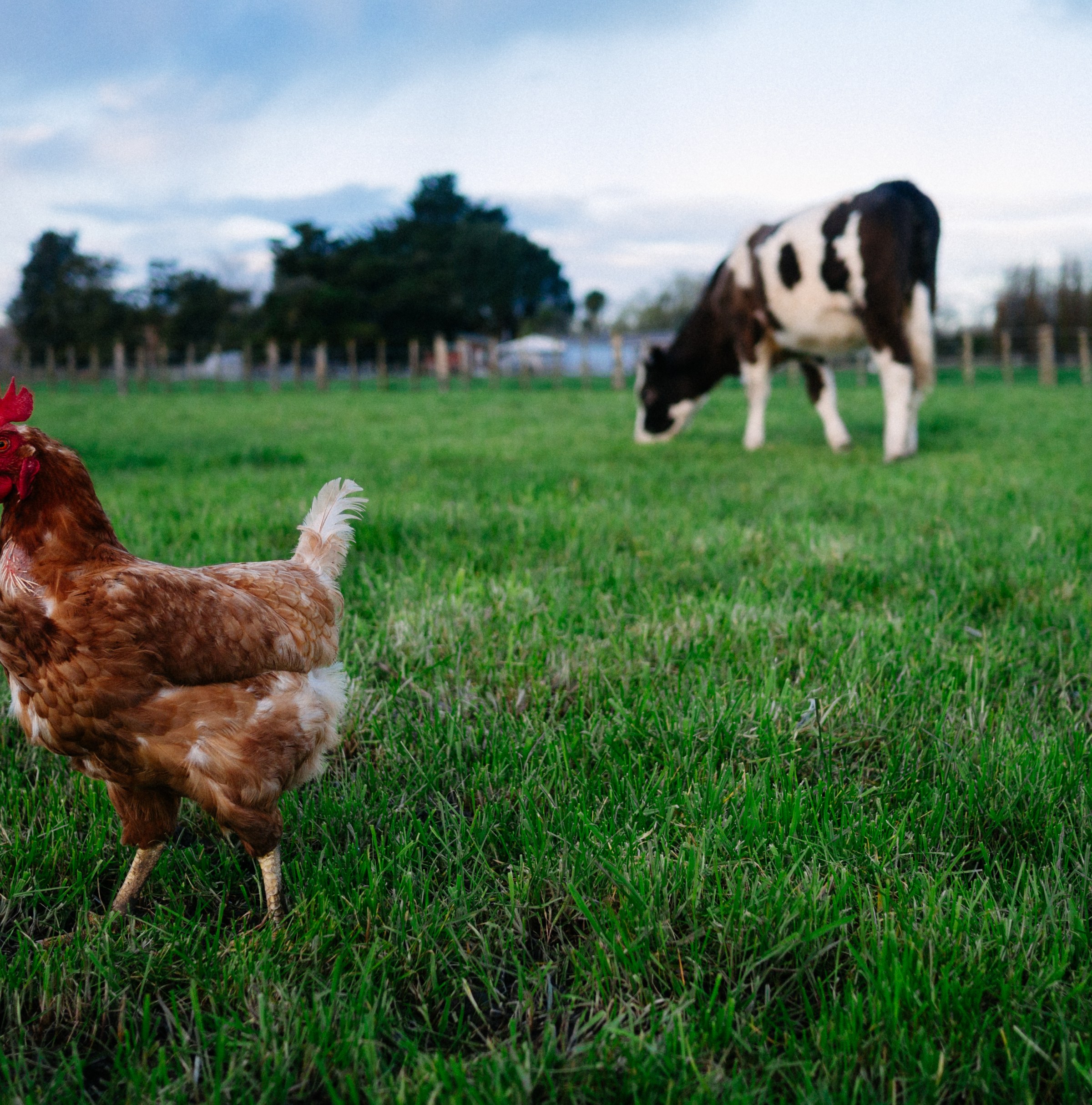 Bird flu in cows — and now in milk. How worried should we be?