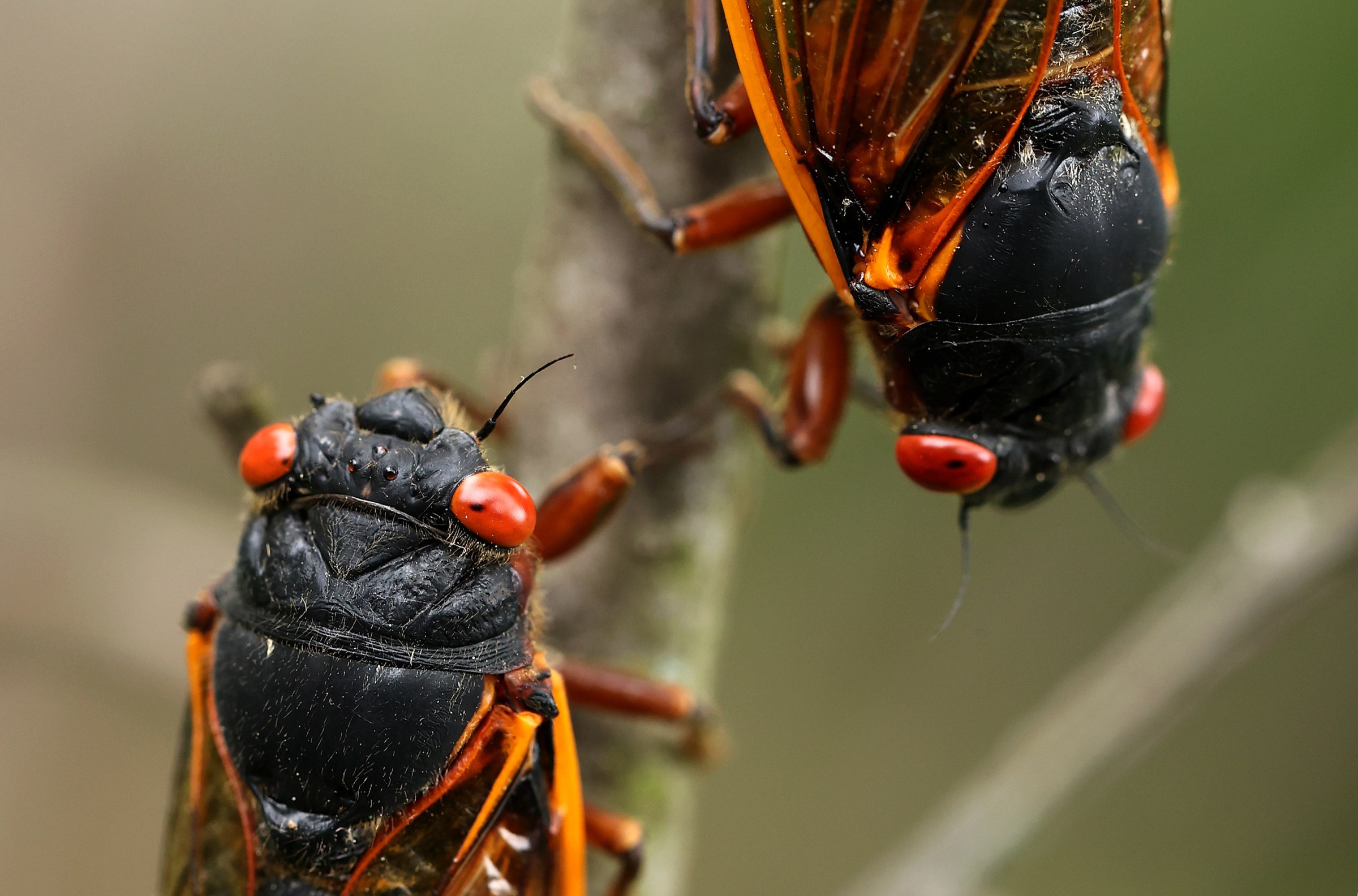 A rare burst of billions of cicadas will rewire our ecosystems for years to come