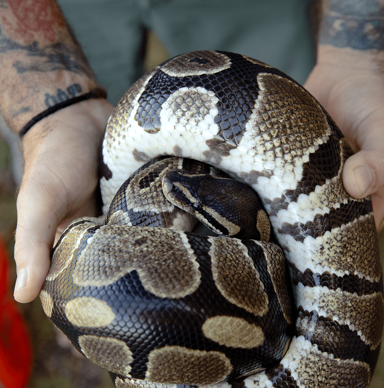 Massive invasive snakes are on the loose and spreading in Puerto Rico
