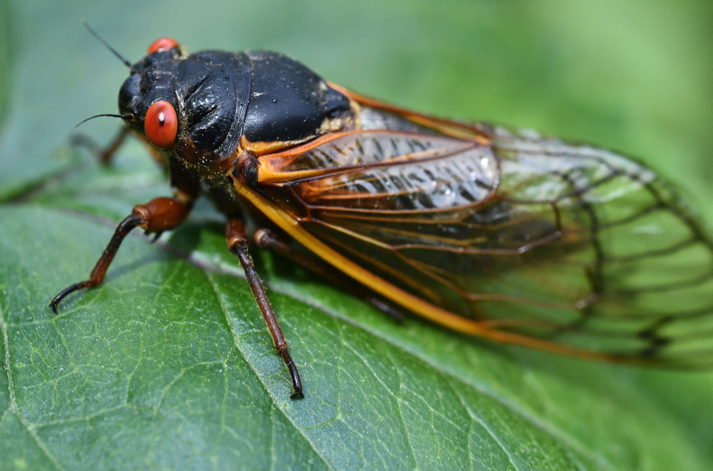 8 surprising reasons to stop hating cicadas and start worshipping them