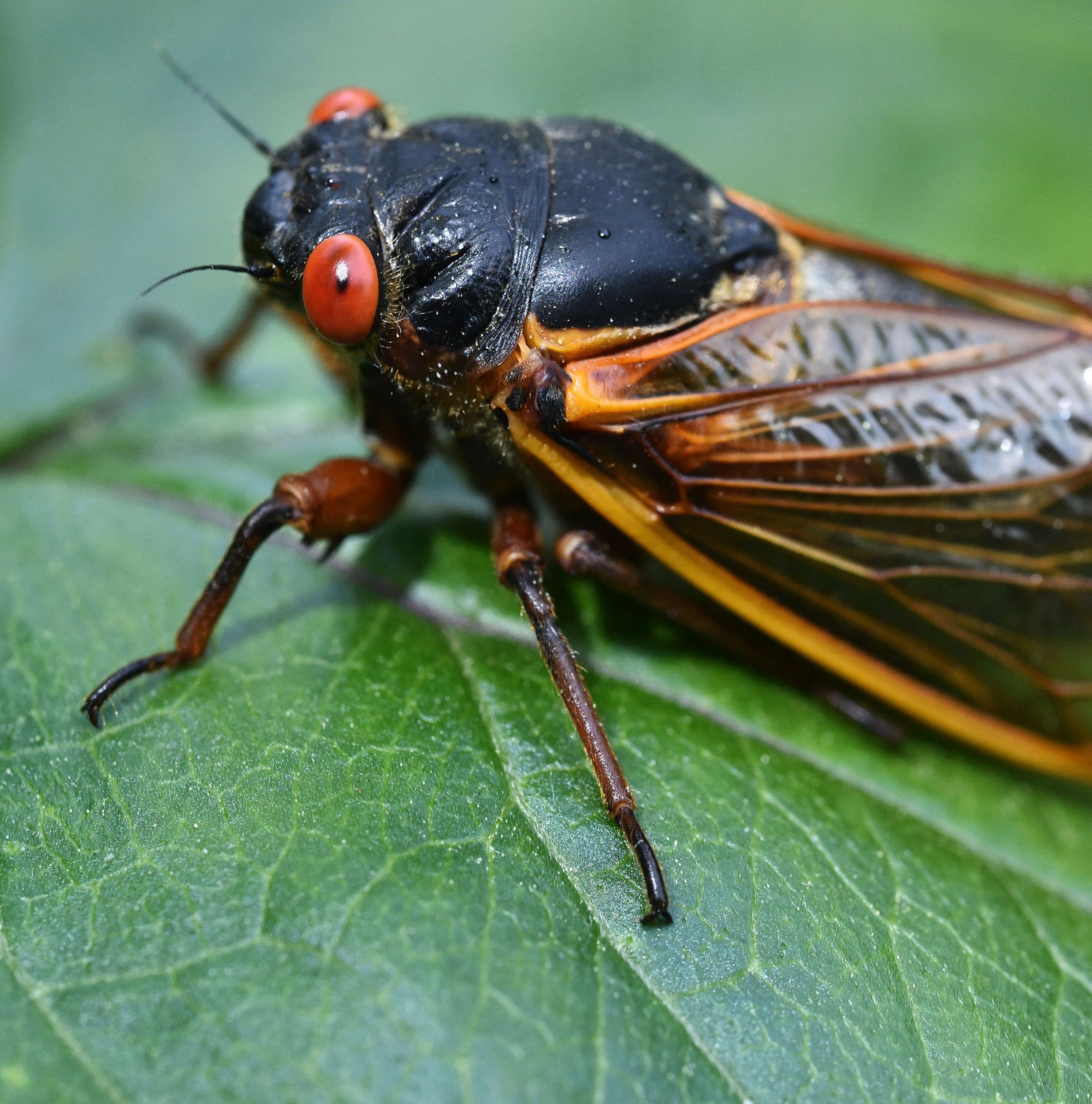 8 surprising reasons to stop hating cicadas and start worshipping them