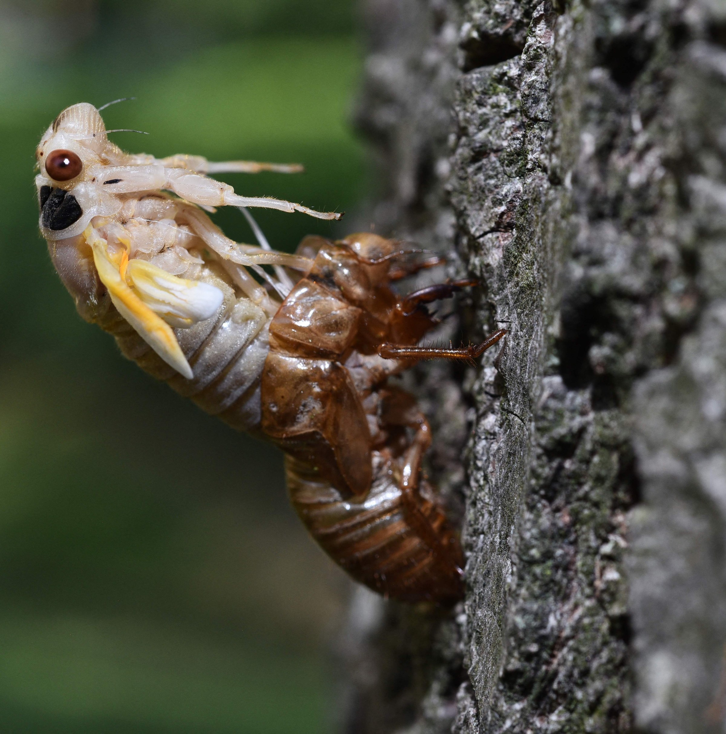 Watch Sir David Attenborough seduce a cicada with the snap of his fingers