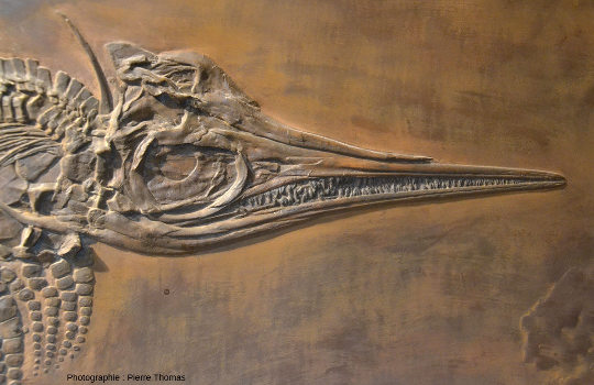 Détail du crâne de l'ichtyosaure de la figure 1
