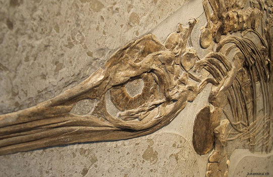 Détail d'un crâne d'ichtyosaure où l'on voit bien la structure de l'anneau scléral