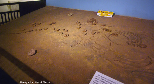 Zoom sur la partie postérieure de l'ichtyosaure du Musée de la Mine de Saint-Pierre-la-Palud