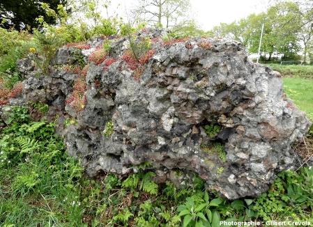 Reste de mur vitrifié, dégagé de sa couverture végétale 
