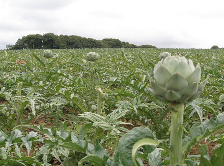 Légumes de sols argileux, artichauts dans un champ en Bretagne
