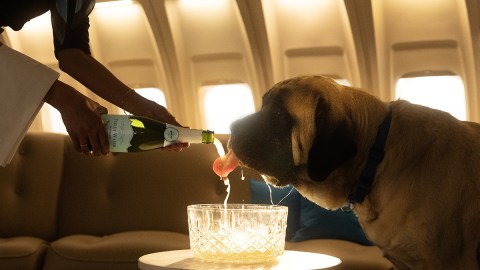 A dog drinking on a Bark Air plane