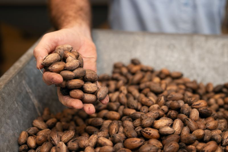 hand-pouring-pecans.jpg