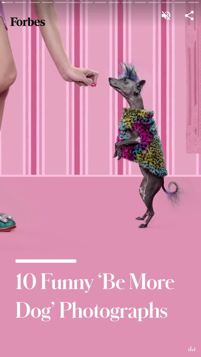 A dog standing on its hind legs for a treat with text "10 funny 'Be more dog' photographs"